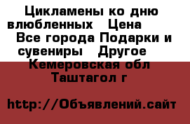 Цикламены ко дню влюбленных › Цена ­ 180 - Все города Подарки и сувениры » Другое   . Кемеровская обл.,Таштагол г.